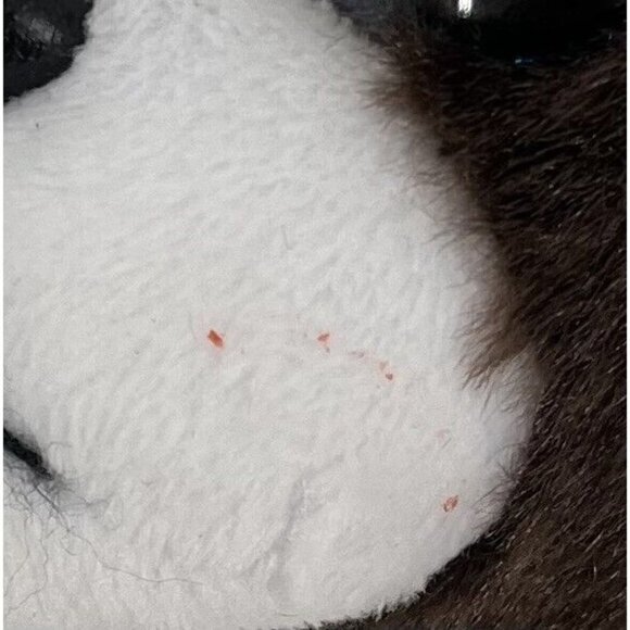 TY Beanie Baby - PORTIA the Terrier Dog (8 inch) - MWMTs Stuffed Animal Toy - Picture 7 of 7